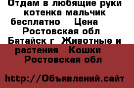 Отдам в любящие руки котенка(мальчик)бесплатно! › Цена ­ 0 - Ростовская обл., Батайск г. Животные и растения » Кошки   . Ростовская обл.